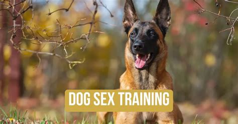 dog sex guide|Dog Sex Training: Everything You Need to Know .